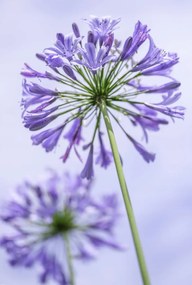 Poszter 67,5x100cm Afrikai liliom virágok, Assaf Frank