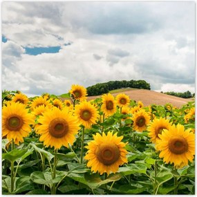 Poszterek 140x140 Tájkép napraforgókkal