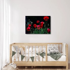 Kép - Pipacsok tánca (üvegen) (70x50 cm)