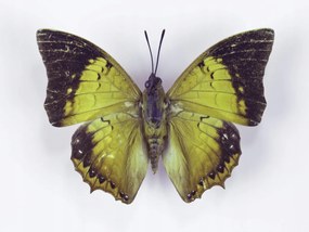 Poszter 40x30cm Pillangó fehér alapon 7, Assaf Frank