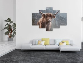 Kép - Highlander tehén (150x105 cm)