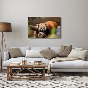 Vörös panda képe (90x60 cm)