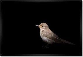 Poszterek keretben 60x40 Kis veréb madár