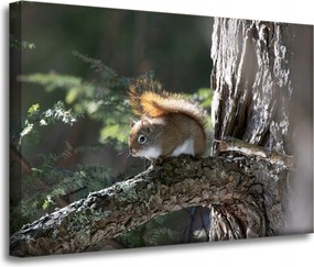 Vászonkép Állatok Mókus 70x50 cm