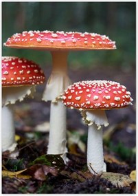 Poszterek 70x100 Makrofotó MacroFoto