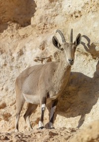 Poszter 70x100cm Nubiana Ibex 7, Assaf Frank