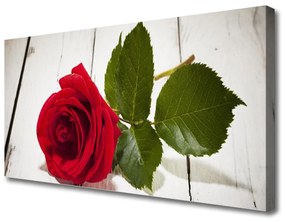 Vászonkép falra Rózsa Virág növény természet 100x50 cm