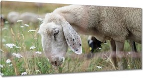Vászonkép 115x55 Bárány a legelőn