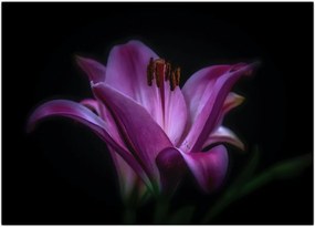 A liliom képe
 (üvegen) (70x50 cm)