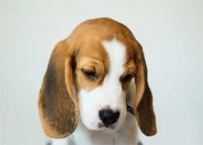 Beagle képe (70x50 cm)