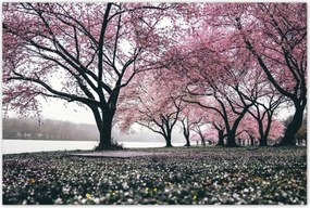 Poszterek 120x80 Fa Fák Kilátás