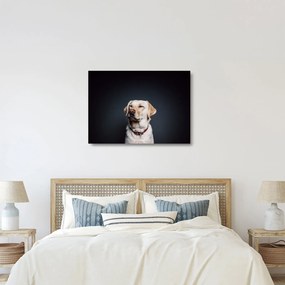 Labrador képe (üvegen) (70x50 cm)