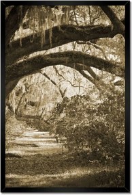 Poszterek keretben 40x60 Tölgyek a Szépia parkban