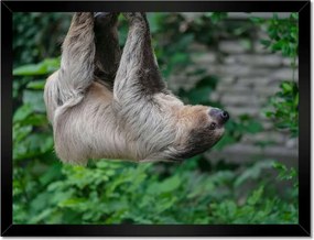 Poszterek keretben 40x30 Lajhár lustaság közben