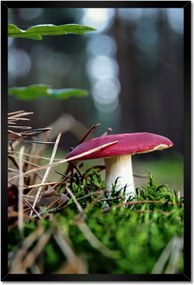 Poszter keretben 40x60 Gomba Vörös légykapó