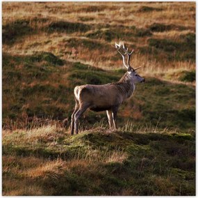 Poszterek 30x30 Szarvas a természetben Vadászat
