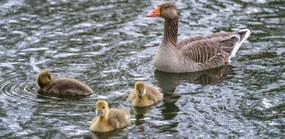 Poszter 91,3x44,5cm Lúd és anyja, Assaf Frank