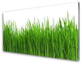 Akrilkép Grass Nature Plant 100x50 cm 2 fogas