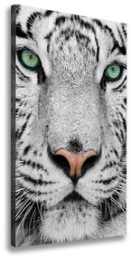 Vászonkép Fehér tigris ocv-13468757