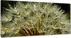 Vászonkép 115x55 Pitypang Virág Virágok