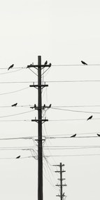 Poszter 50x100cm Szimfónia a drótokon