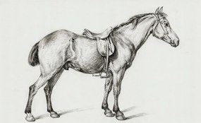 Flizelin fotótapéta Flizelin Design Ló vázlat 416x254 Ragasztó