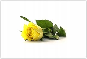 Poszterek 200x135 Sárga rózsa egy lánynak