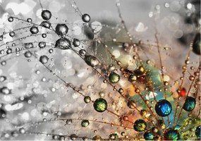 Flizelin tapéta Divatos 3D fali ragasztó harmat ékszerek 312x219 ragasztó