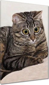Vászonkép 80x120 Cica