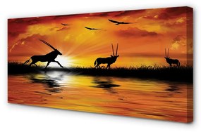Canvas képek Madarak tó nyugati 100x50 cm