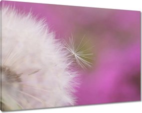 Vászonkép 100x70 Pitypang Virág Virágok