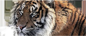 Tigris képe (120x50 cm)
