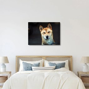 Kutya képe (70x50 cm)