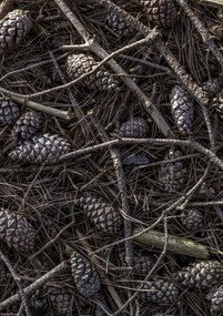 Poszter 21x29,7cm Erdei talaj tobozokkal és faágakkal borítva, Assaf