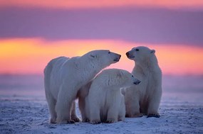 Művészeti fotózás Polar bear with yearling cubs, JohnPitcher, (40 x 26.7 cm)