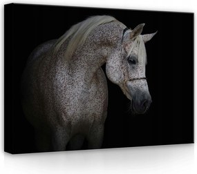 Vászonkép 70x50 Arab ló állat kecsesség erő portré elegancia kontraszt fehér