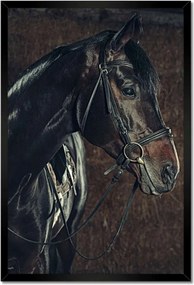 Poszter keretben 40x60 Lófej
