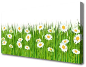 Vászonkép falra Grass Nature Daisies 100x50 cm