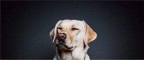 Labrador képe (120x50 cm)