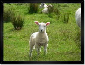 Poszterek keretben 40x30 Juh legeltetés Bárányok