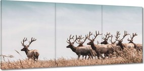 Vászonkép 150x70 Szarvascsorda Szarvak