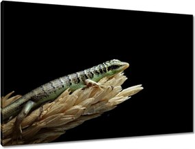 Vászonkép 90x60 Indonéz gyík