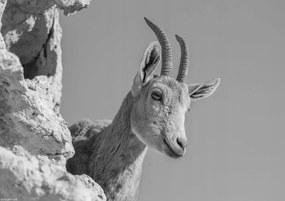 Poszter 29,7x21cm Ibex Nubiana 3, Assaf Frank
