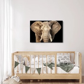 Kép - Afrikai elefánt (90x60 cm)