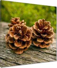Vászonkép 60x60 Tobozok a kertben