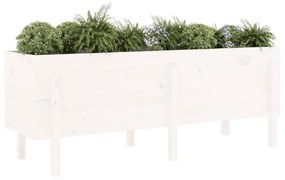 fehér tömör fenyőfa kerti magaságyás 160 x 50 x 57 cm