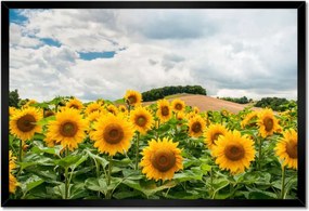 Poszterek keretben 60x40 Tájkép napraforgókkal
