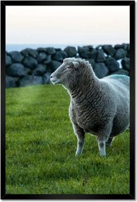 Poszterek keretben 40x60 Juh legeltetés Bárányok