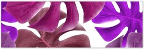 Poszterek 200x66 Monstera Levelek Lila