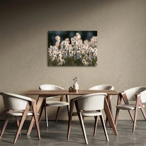 Kép - Keskenylevelű gyapjúsás (70x50 cm)